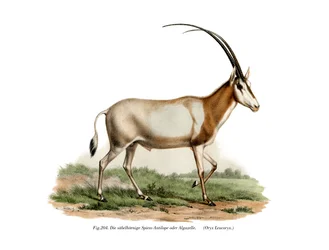 Arabischer Oryx, 1860